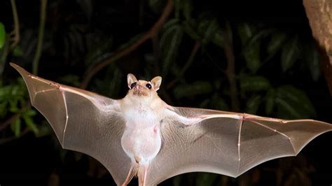 蝙蝠怎麼飛進家裡 想咳嗽的原因